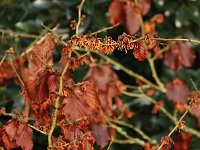 Hamamelis Sister Jelena 2016 01 23 9137
